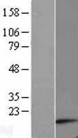 NBL1-07823 - ATP synthase C mature Lysate