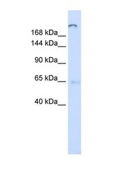 NBP1-59982 - ATP10D