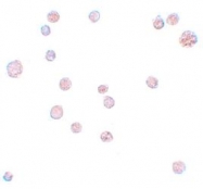 NBP1-77189 - ATP11A