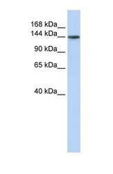 NBP1-59962 - ATP11B