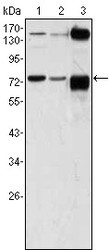 NBP1-47467 - ATP2C1