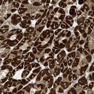 NBP1-89496 - ATP synthase subunit e