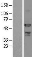 NBL1-07831 - ATP6AP1 Lysate
