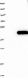 NBP1-88893 - ATP6V0D1