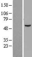 NBL1-07838 - ATP6V1B1 Lysate