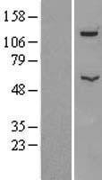 NBL1-07839 - ATP6V1B2 Lysate