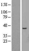 NBL1-07841 - ATP6V1C2 Lysate