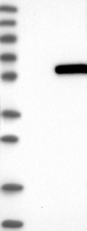 NBP1-85668 - ATP6V1H