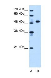 NBP1-54700 - ATP synthase subunit beta