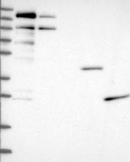 NBP1-91691 - ATPBD4