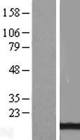 NBL1-07852 - ATPase Inhibitory Factor 1 Lysate