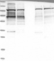 NBP1-90062 - Ataxin-2