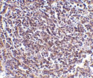 NBP1-76764 - AVEN