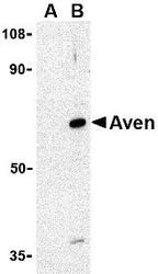 NBP1-76764 - AVEN