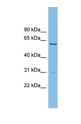NBP1-56324 - AXUD1