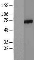 NBL1-07870 - AXUD1 Lysate