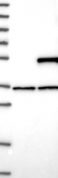 NBP1-88924 - AZI2 / NAP1