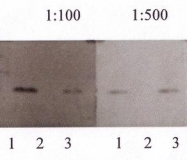 NB300-225 - Amyloid beta
