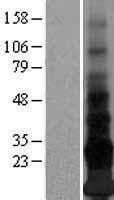 NBL1-08588 - Adropin Lysate