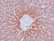 NBP1-77368 - Type-2 angiotensin II receptor (AT2)