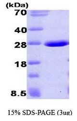 NBP1-40397 - UBE2L3 / UBCH7