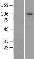 NBL1-10184 - Argonaute 3 Lysate