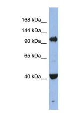 NBP1-55239 - EIF2C4 / AGO4