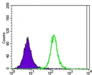 NBP1-51689 - Ataxin-1