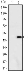 NBP1-51689 - Ataxin-1
