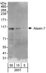 NBP1-42657 - Ataxin-7