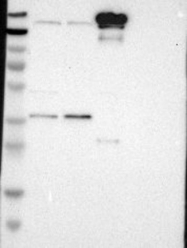 NBP1-87967 - Attractin
