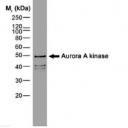 NB100-1641 - Aurora kinase A