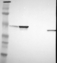 NBP1-90103 - Aurora kinase A