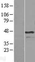 NBL1-07856 - Aurora A Lysate