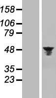 NBL1-07857 - Aurora A Lysate