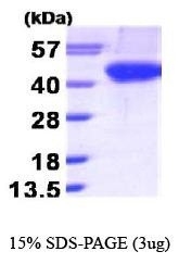 NBP1-30242 - Aurora kinase B
