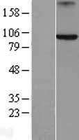 NBL1-07868 - Axin 2 Lysate