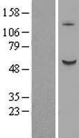 NBL1-07875 - B3GALNT2 Lysate