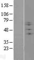 NBL1-07884 - B3GNT2 Lysate