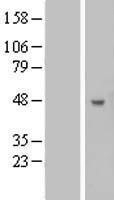NBL1-07887 - B3GNT5 Lysate