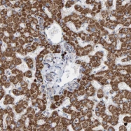 NBP1-88969 - B9D1
