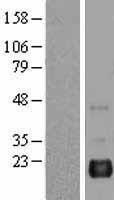 NBL1-07894 - BAALC Lysate