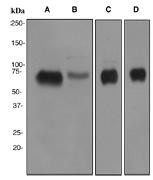 NBP1-95291 - BACE1