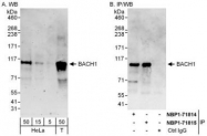 NBP1-71814 - BACH1