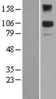 NBL1-07899 - BACH2 Lysate