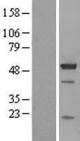 NBL1-07903 - BAG5 Lysate