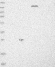 NBP1-90009 - BCAP29 / BAP29