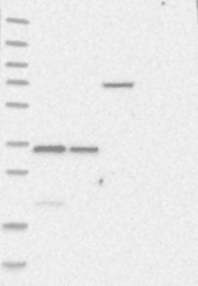 NBP1-85953 - BARHL2