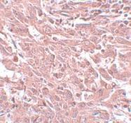 NBP1-77126 - BCAS4
