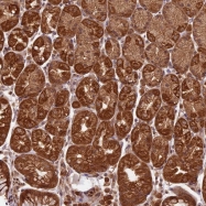 NBP1-85524 - BCAS4